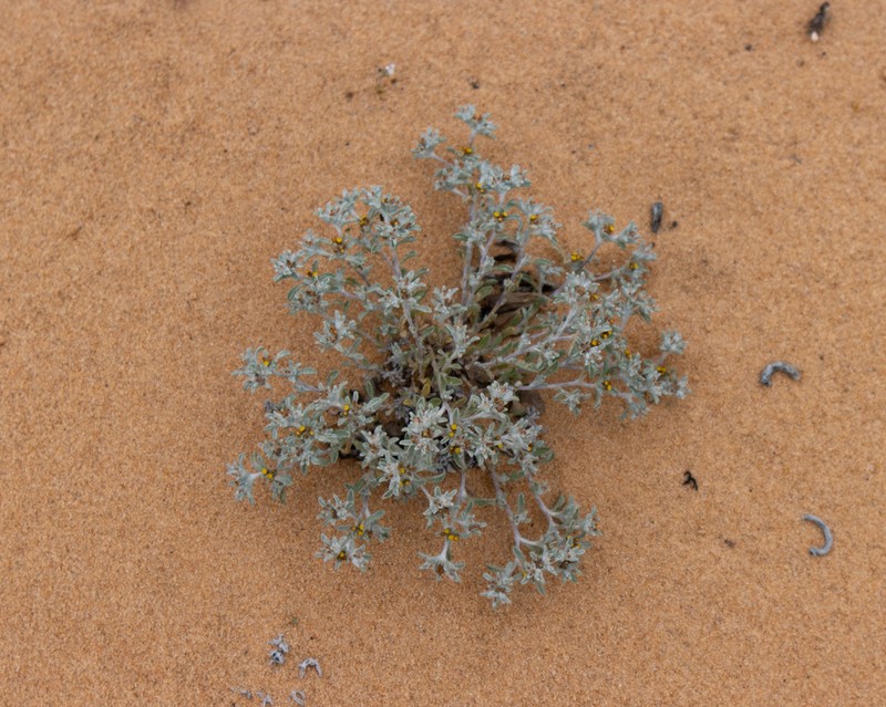 Helichrysum micropoides photo 7