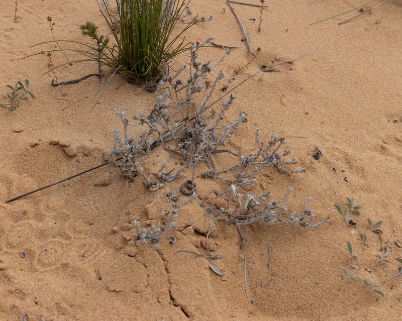 Helichrysum micropoides photo 8