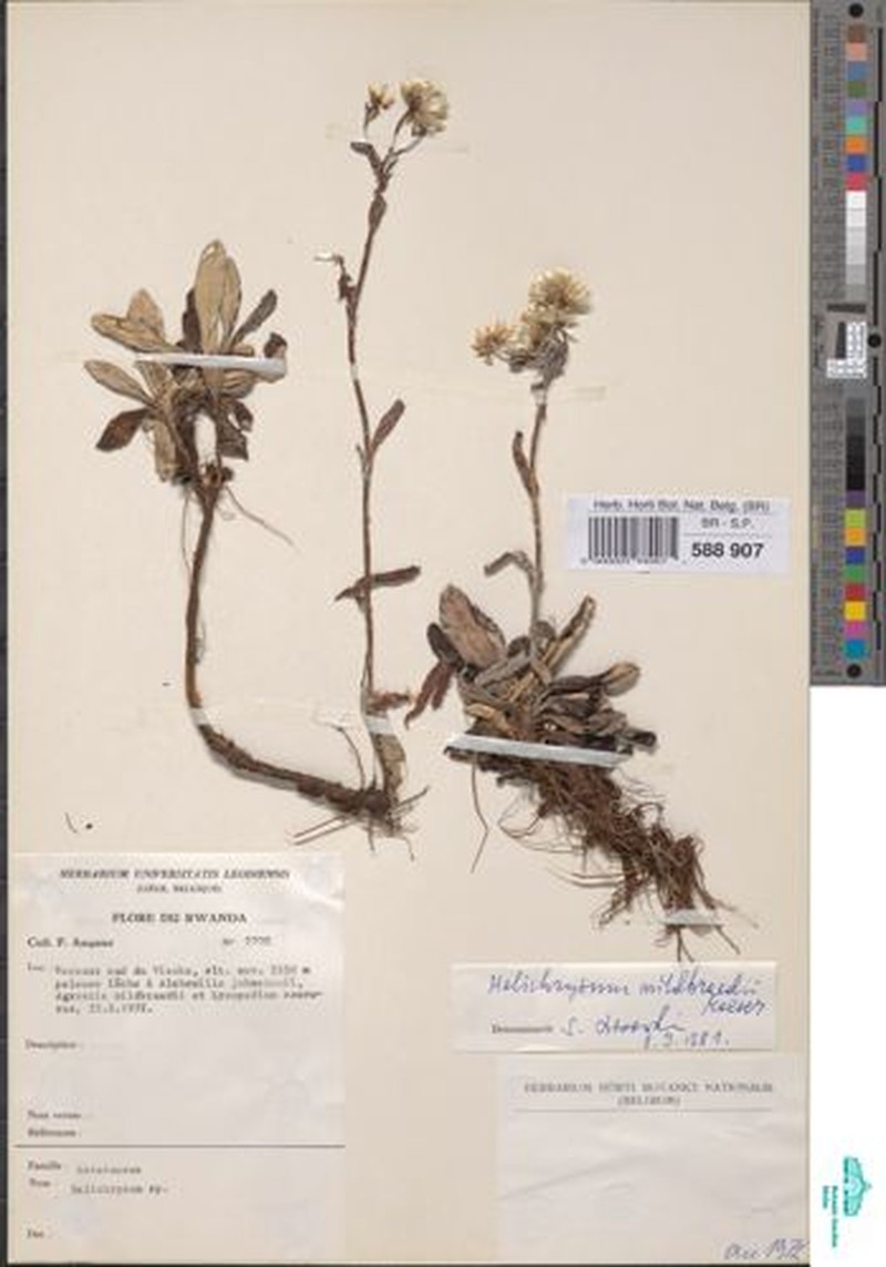 Helichrysum mildbraedii photo 2