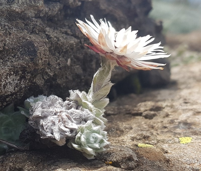 Helichrysum milfordiae photo 2