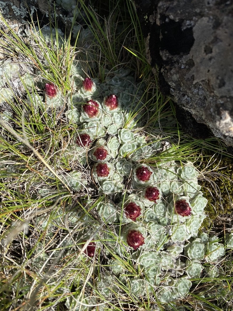 Helichrysum milfordiae photo 3