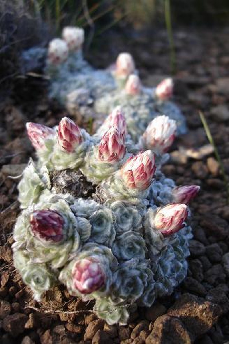 Helichrysum milfordiae photo 4