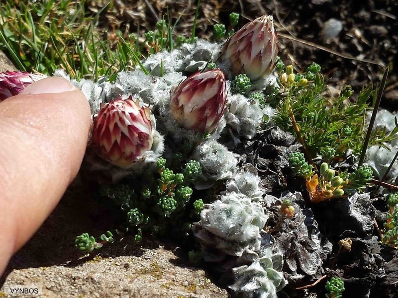 Helichrysum milfordiae photo 5