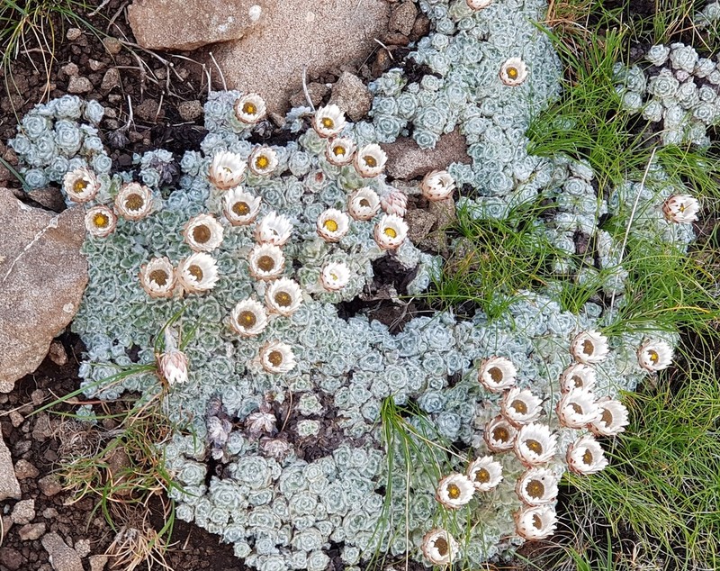 Helichrysum milfordiae photo 6