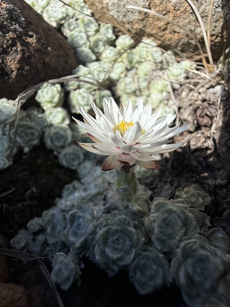 Helichrysum milfordiae photo 7