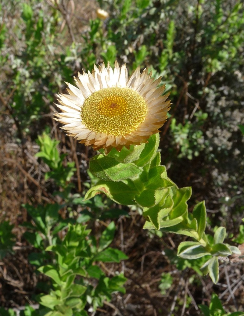 Helichrysum milleri