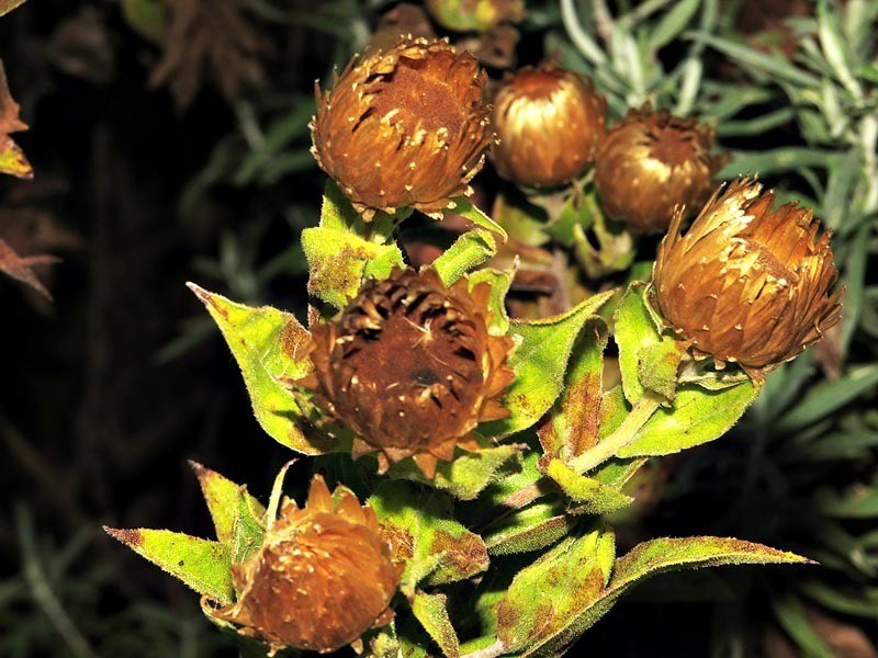 Helichrysum milleri photo 2