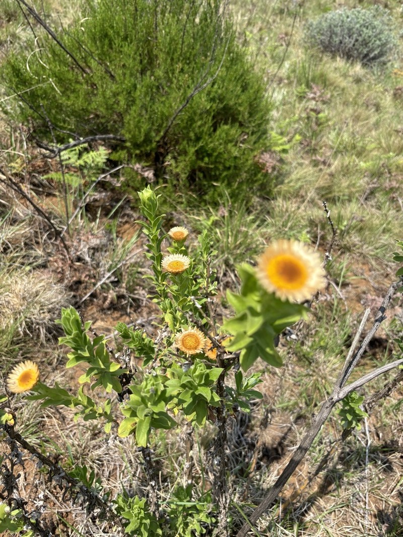 Helichrysum milleri photo 3