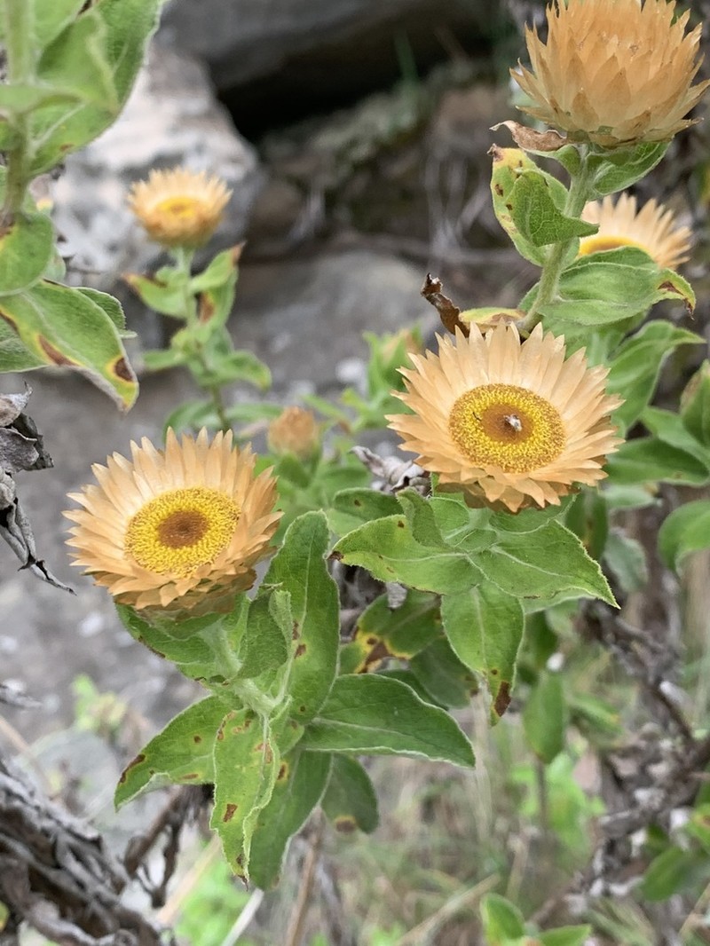 Helichrysum milleri photo 4