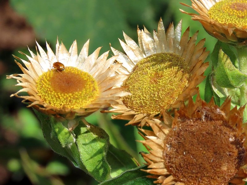 Helichrysum milleri photo 5
