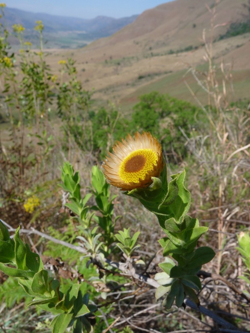 Helichrysum milleri photo 6