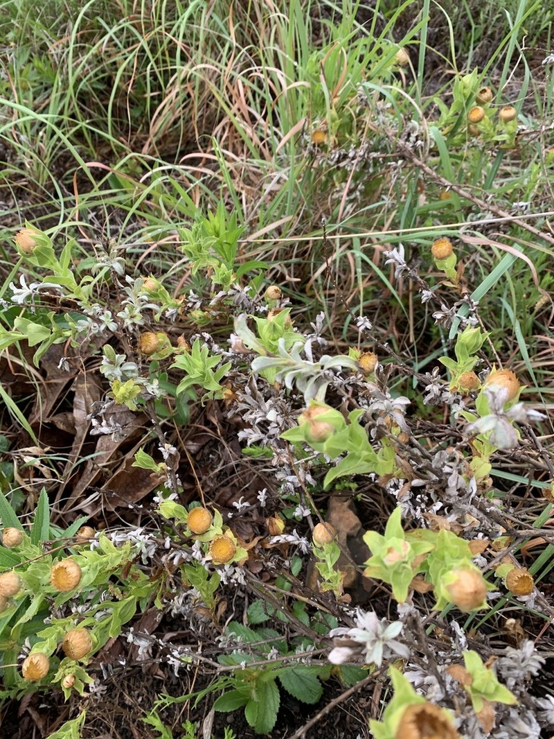 Helichrysum milleri photo 7