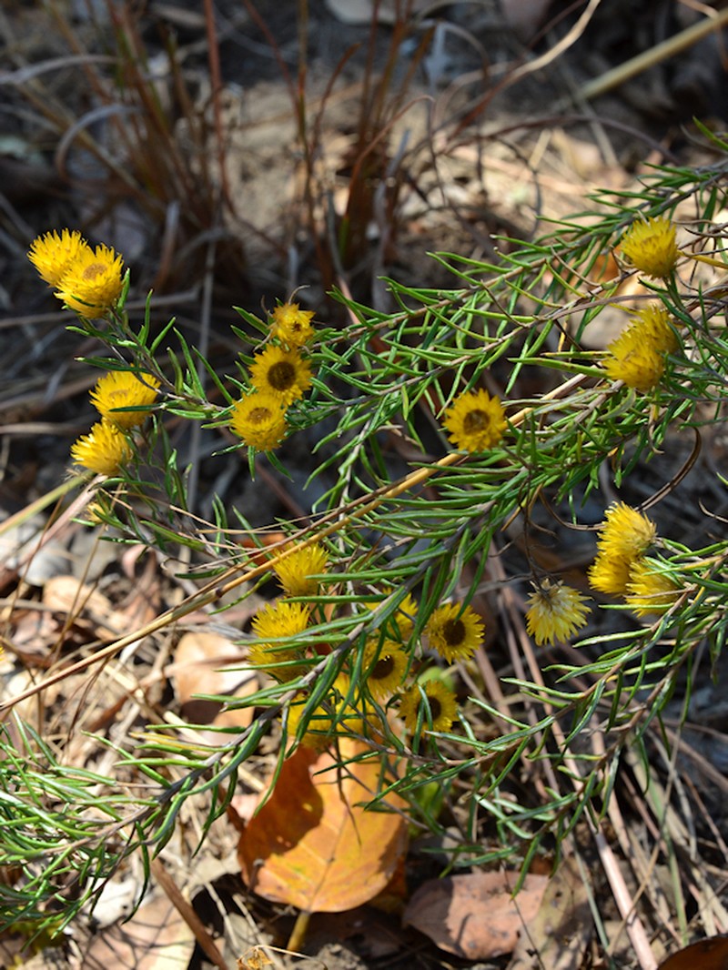 Helichrysum milne-redheadii