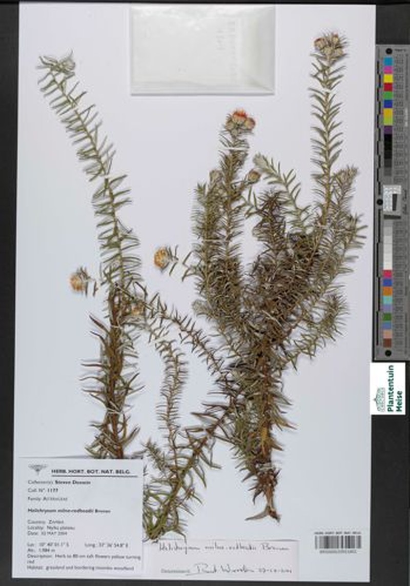 Helichrysum milne-redheadii photo 2