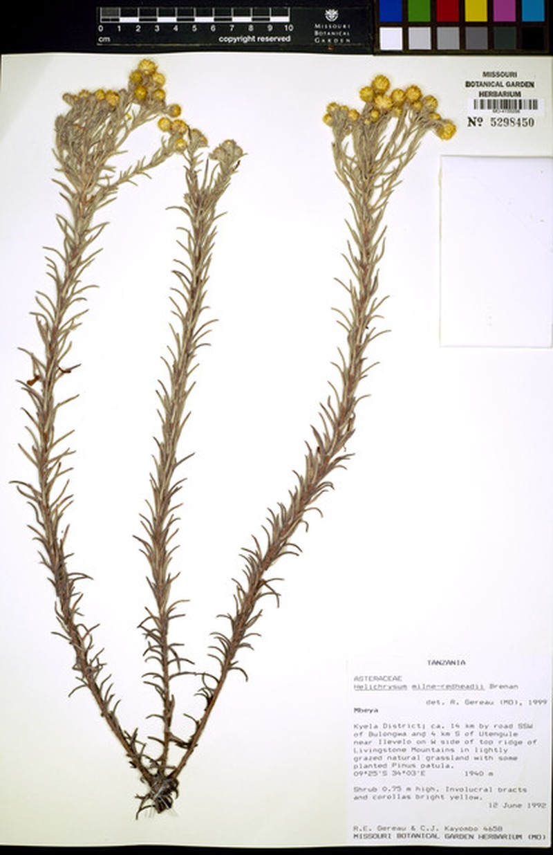 Helichrysum milne-redheadii photo 3