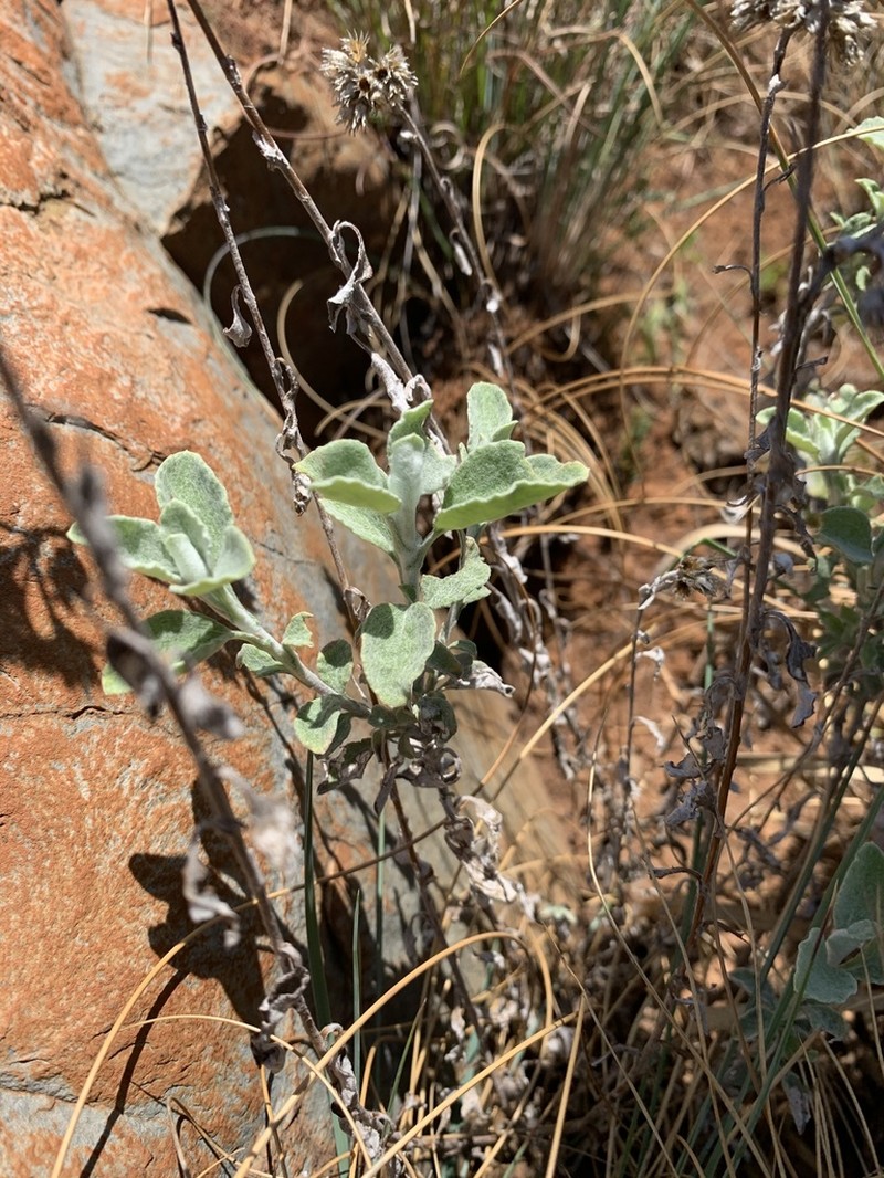 Helichrysum mimetes