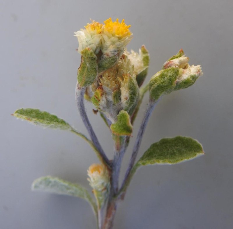 Helichrysum mimetes photo 2