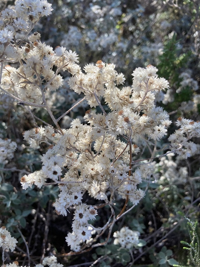 Helichrysum mimetes photo 3