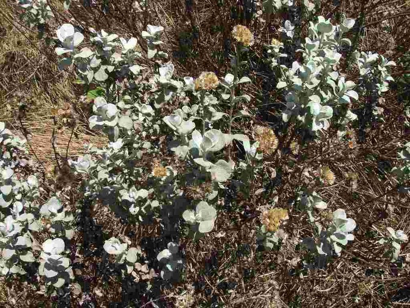 Helichrysum mimetes photo 4