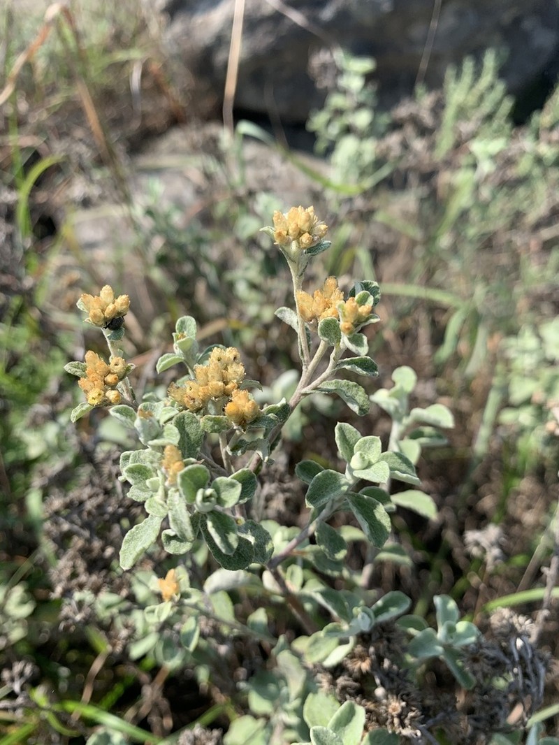 Helichrysum mimetes photo 5