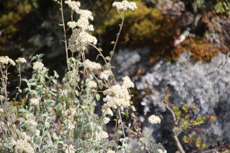 Helichrysum mimetes photo 6