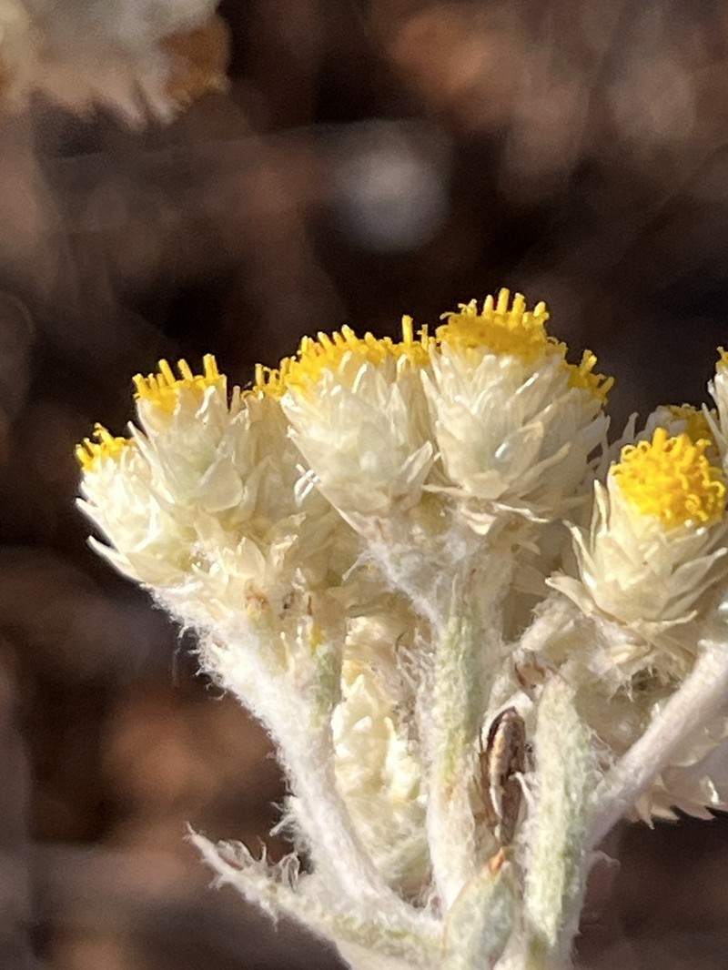 Helichrysum mimetes photo 7