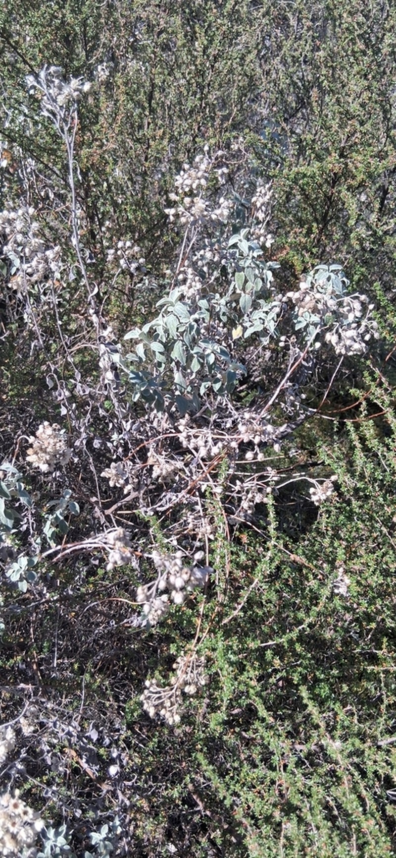 Helichrysum mimetes photo 8