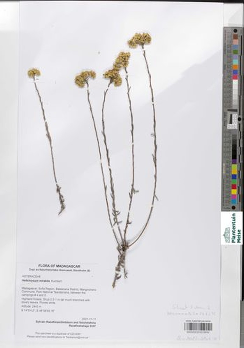 Helichrysum mirabile