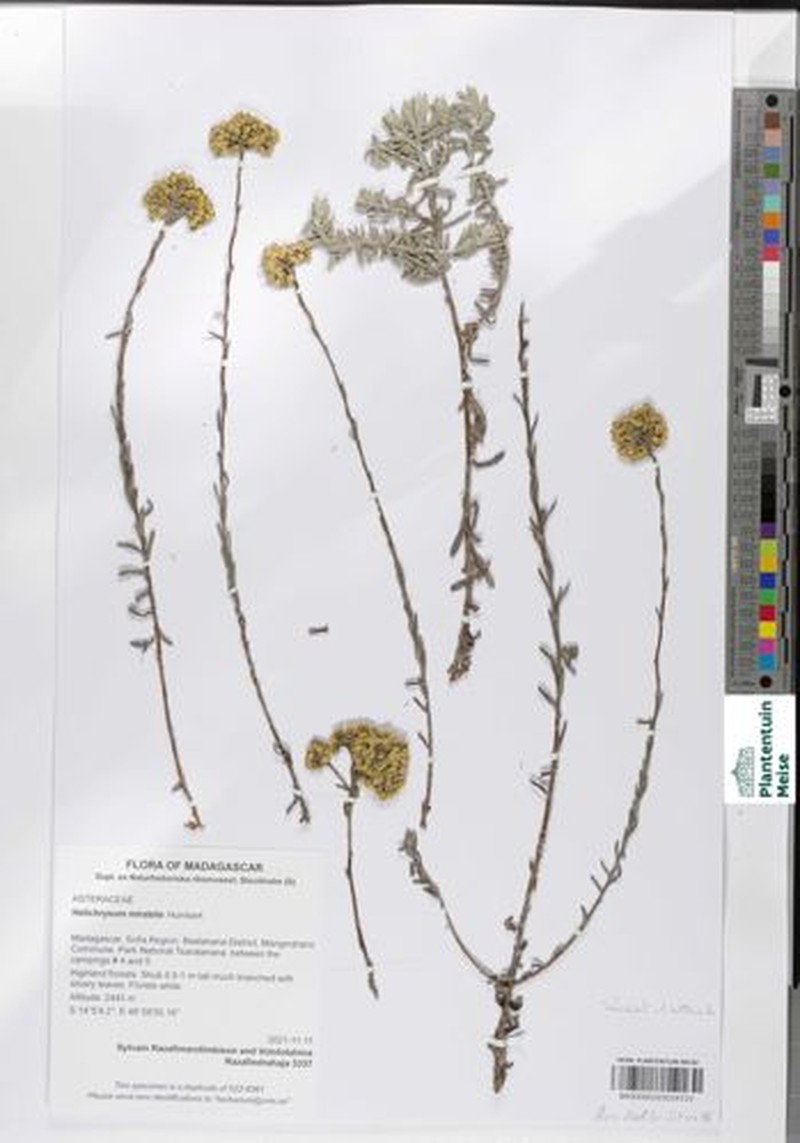 Helichrysum mirabile photo 2