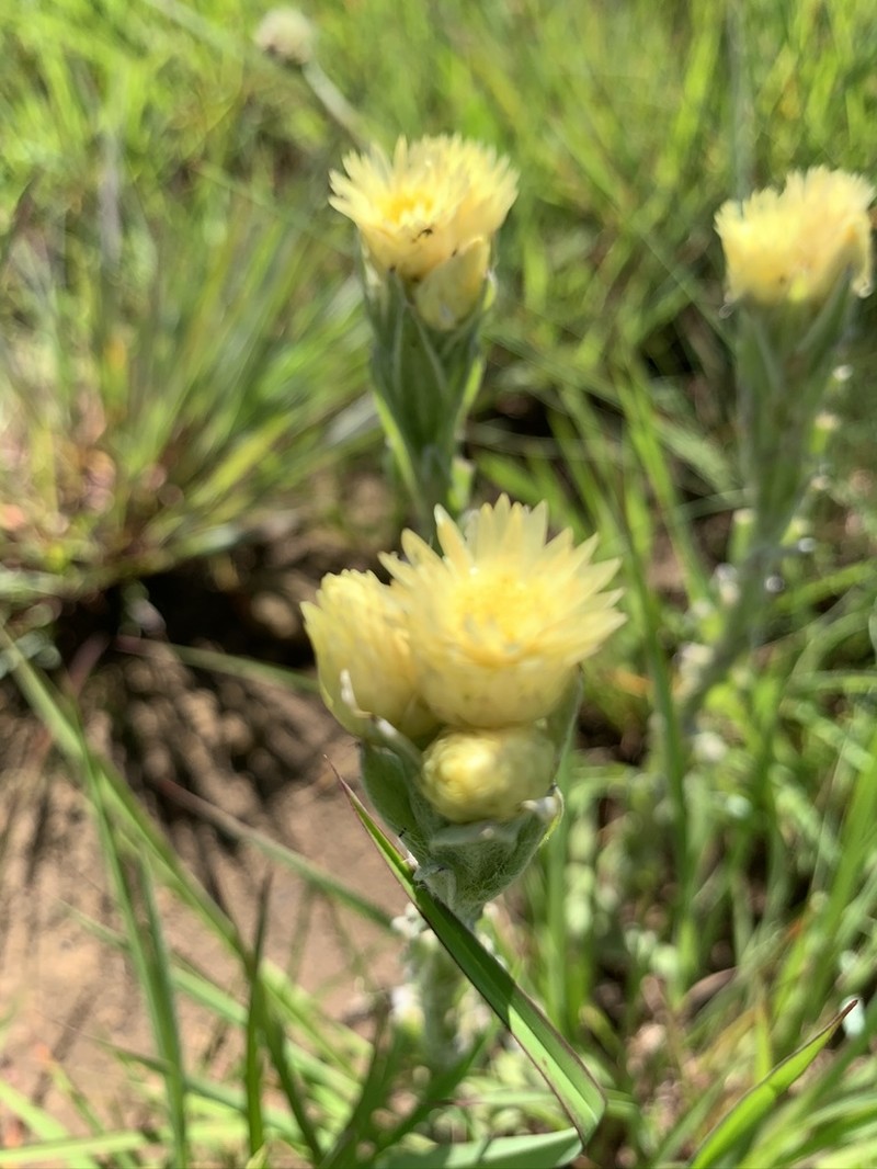 Helichrysum mixtum