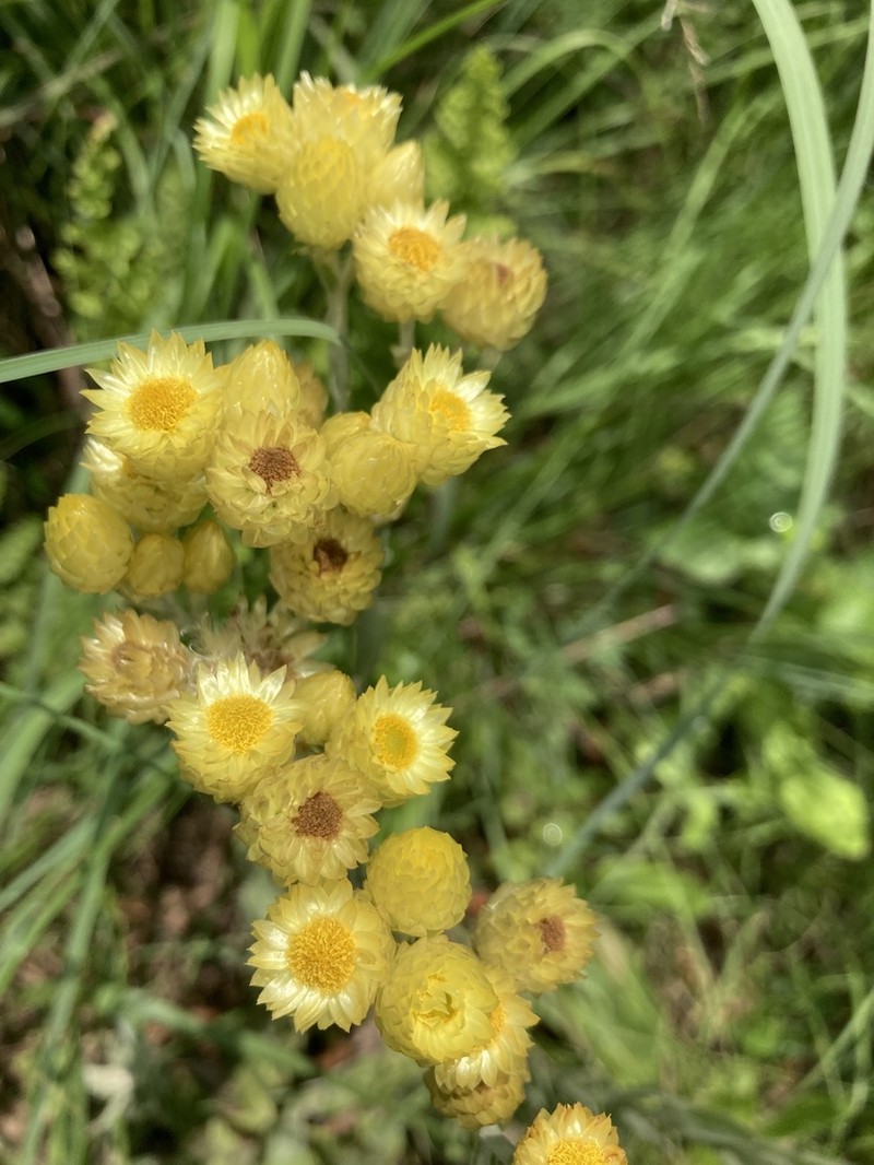 Helichrysum mixtum photo 2