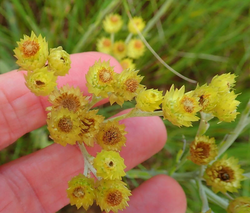 Helichrysum mixtum photo 3