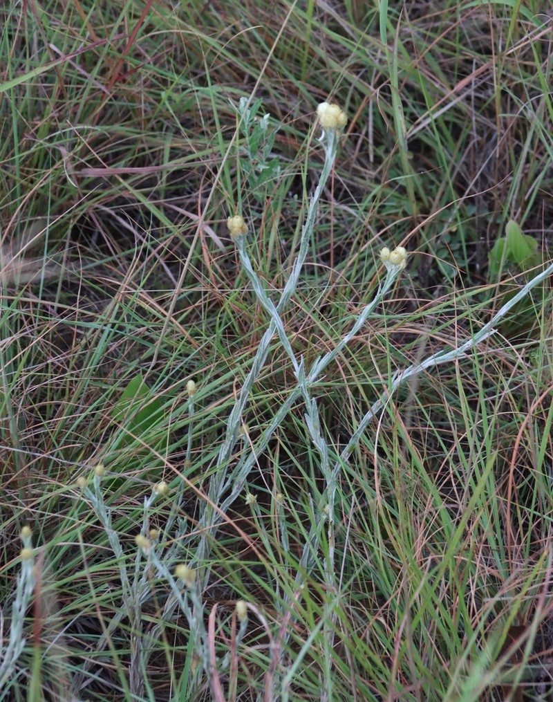 Helichrysum mixtum photo 4