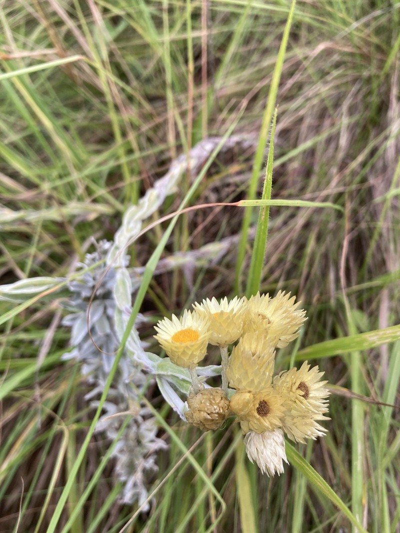 Helichrysum mixtum photo 5