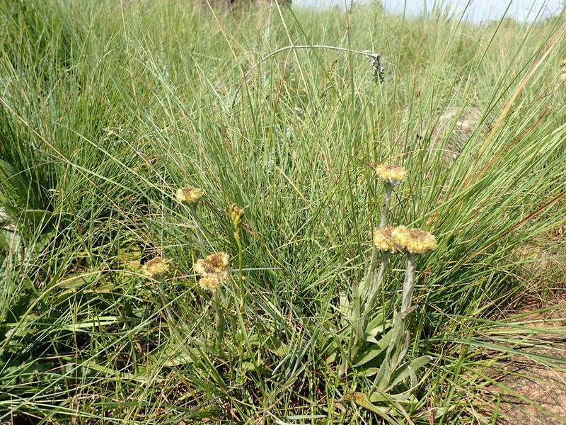 Helichrysum mixtum photo 6