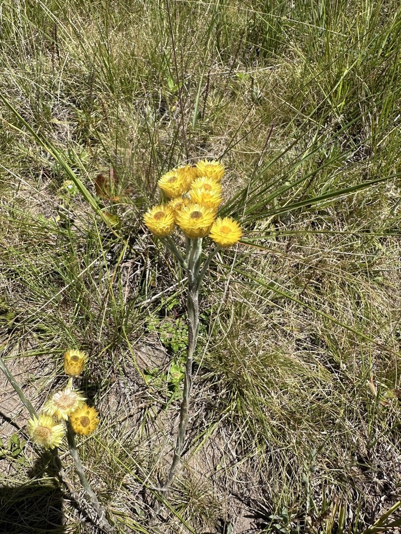 Helichrysum mixtum photo 7