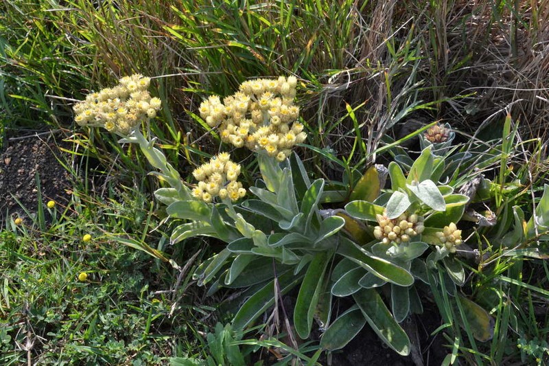 Helichrysum mixtum photo 8