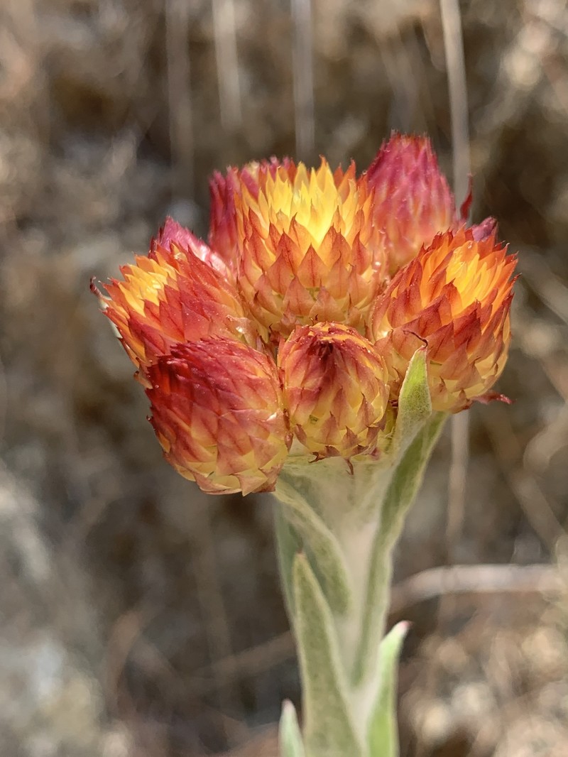Helichrysum mixtum var. grandiceps