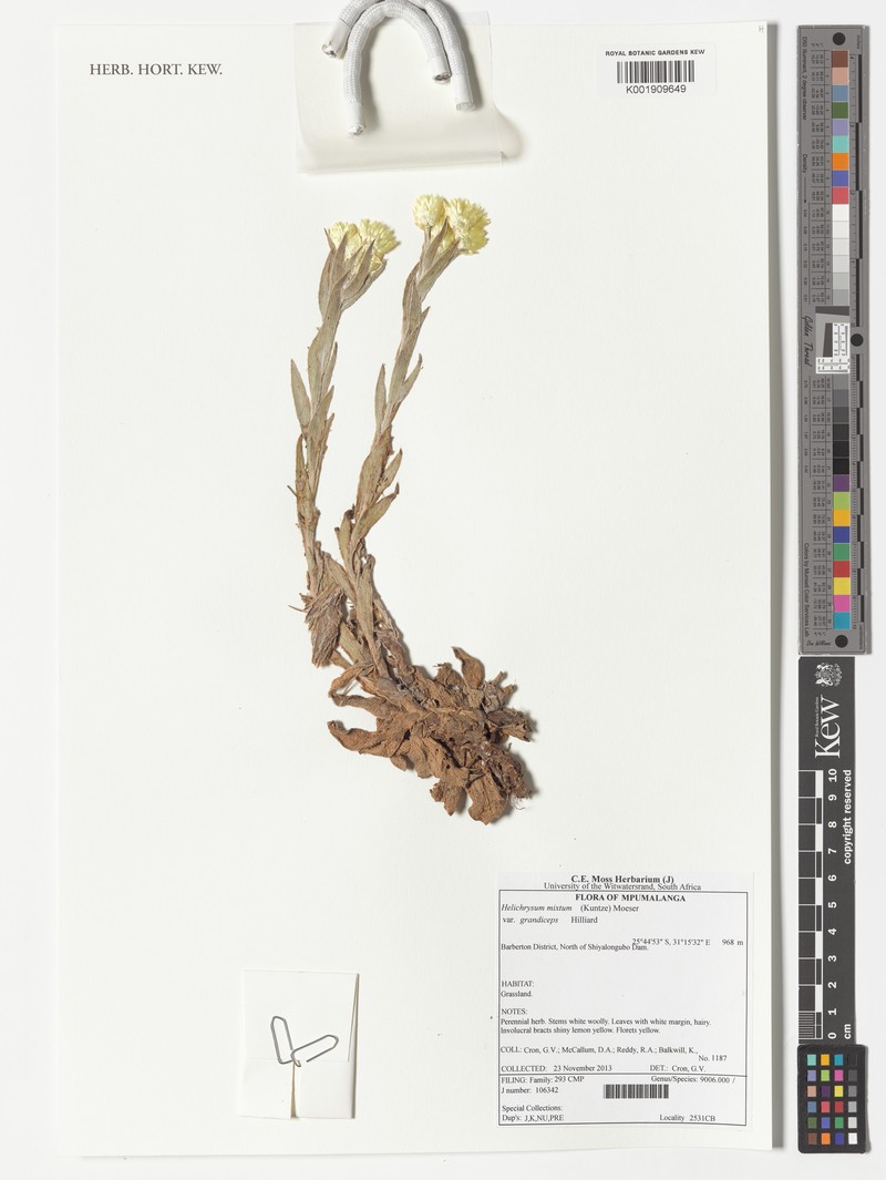 Helichrysum mixtum var. grandiceps photo 2