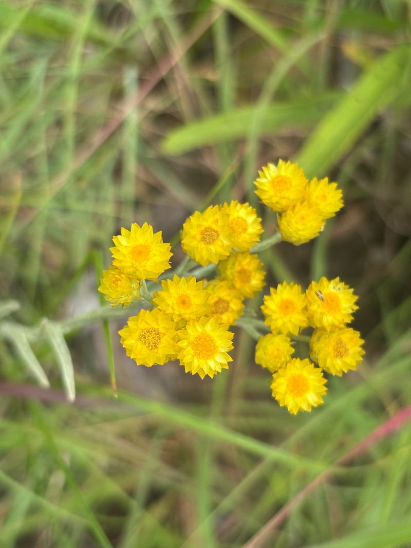 Helichrysum mixtum var. mixtum