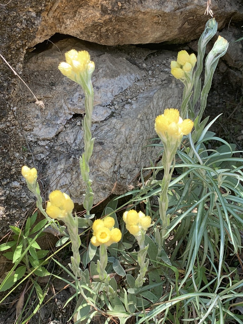 Helichrysum mixtum var. mixtum photo 4