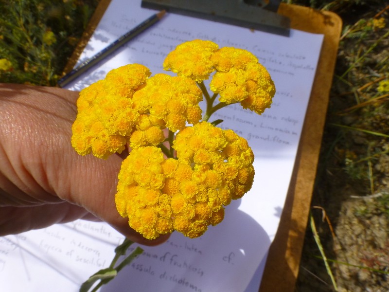 Helichrysum moeserianum