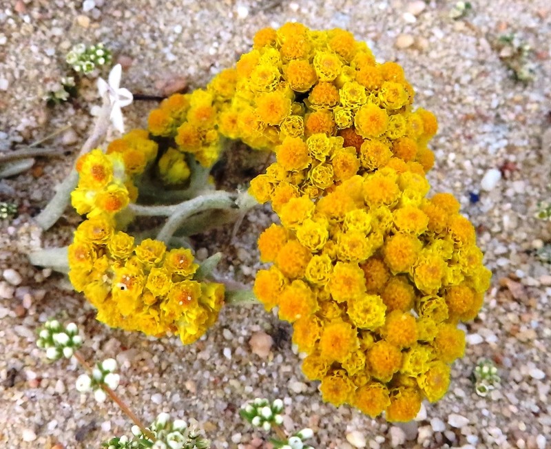 Helichrysum moeserianum photo 2