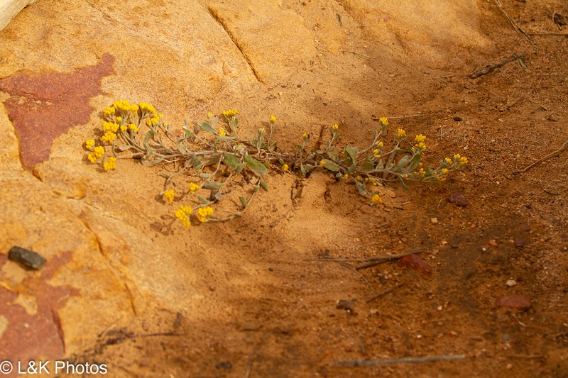 Helichrysum moeserianum photo 3