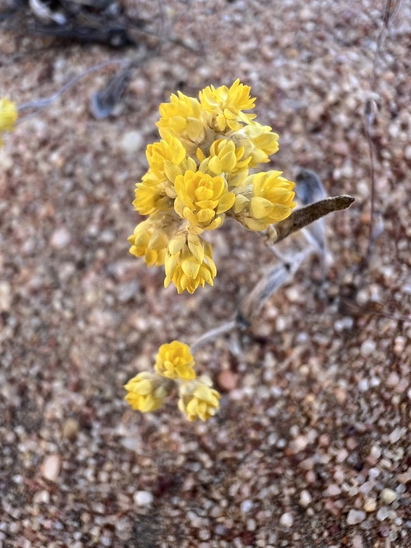 Helichrysum moeserianum photo 4