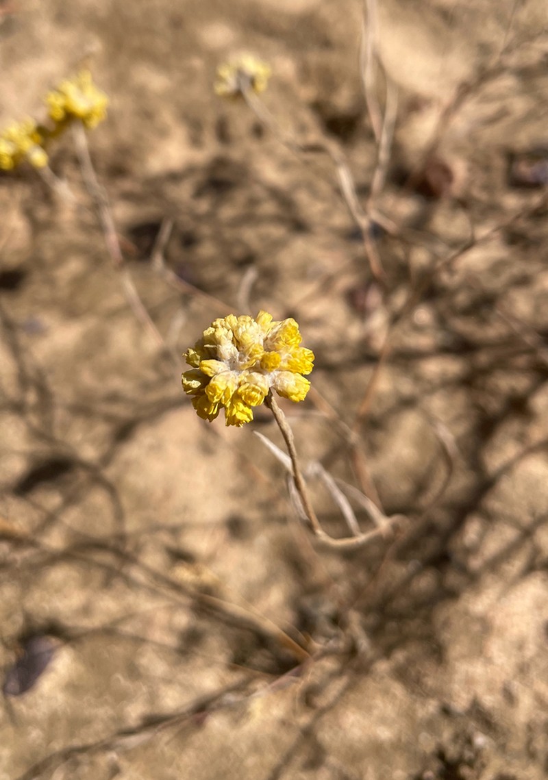 Helichrysum moeserianum photo 5
