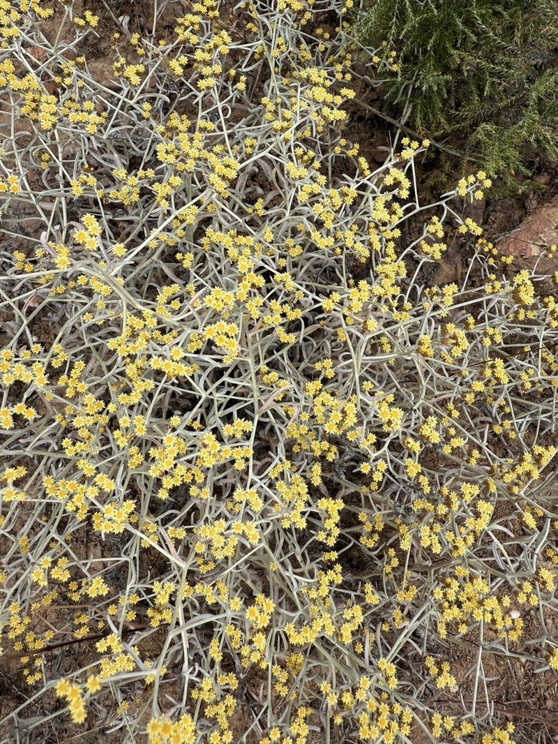 Helichrysum moeserianum photo 6