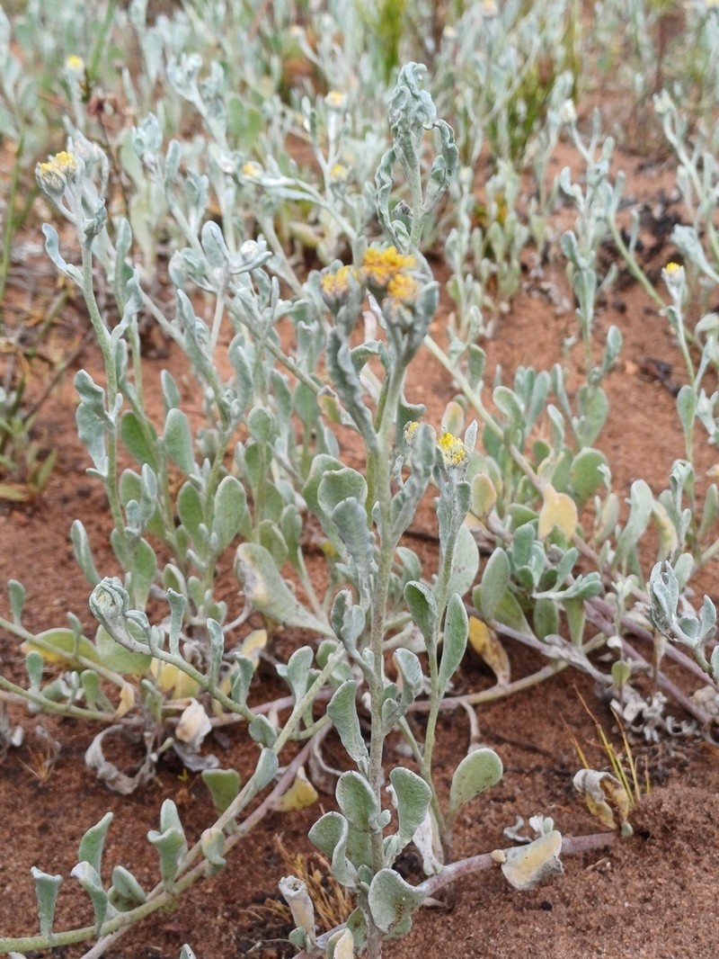 Helichrysum moeserianum photo 7