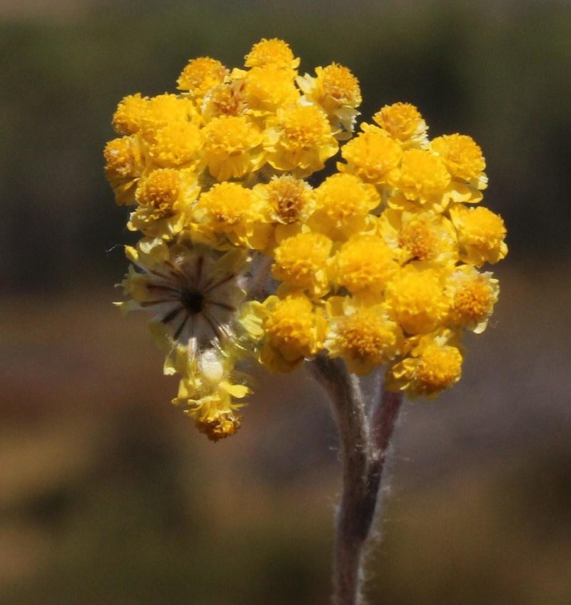 Helichrysum moeserianum photo 8