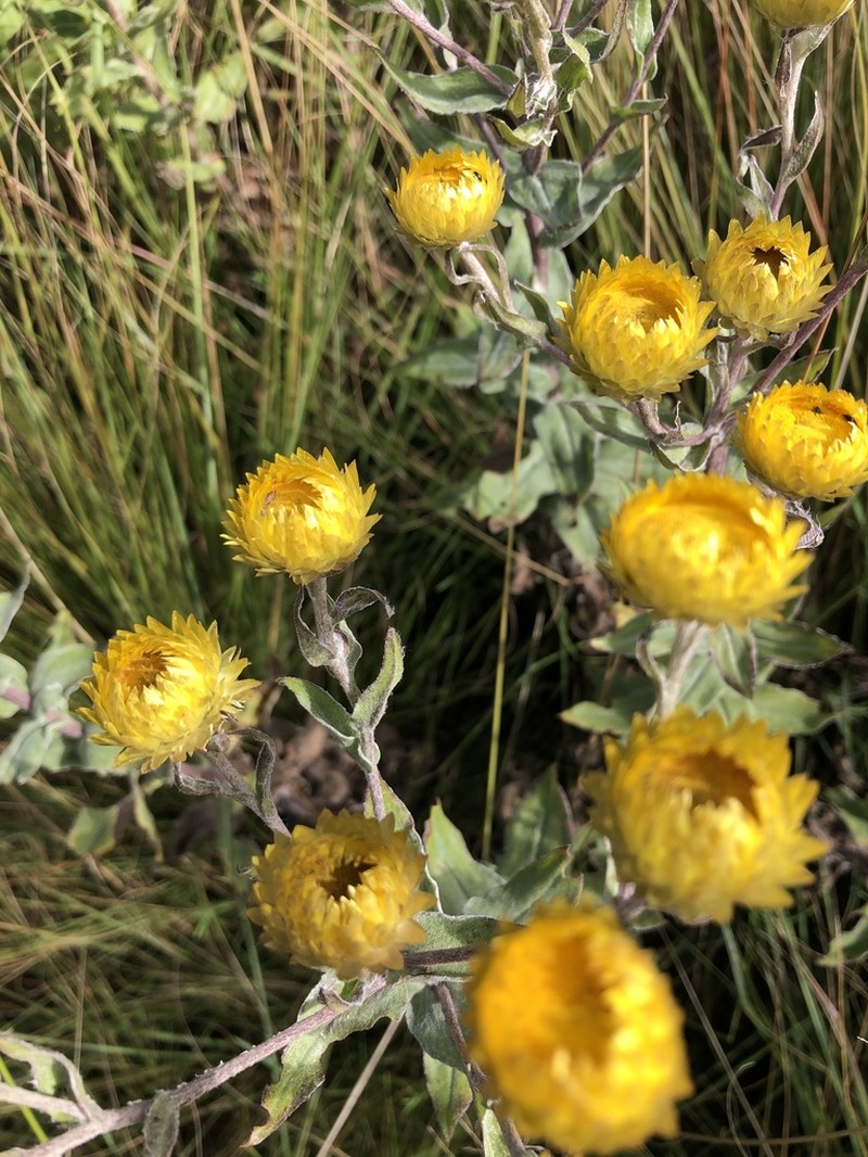 Helichrysum molestum
